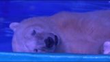 A polar bear in captivity for some selfies