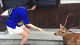A gentle deer in Japan