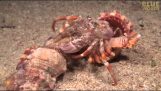 Un crabe ermite se déplace le long d'anémones