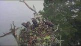 Whiteheads орлов атакующие Osprey гнездо