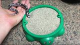 En orm spelar i en behållare med sand