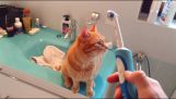 De kat en tandenborstel