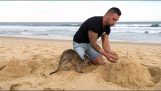Un kangourou pour animaux de compagnie