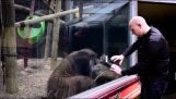 Orang-oetan op zoek naar een tovenaar te imiteren