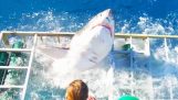 Grand requin blanc cage envahit un plongeur