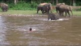 misión de rescate del elefante