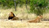 A leoa flertando com leão