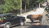 Bull vs Jeep
