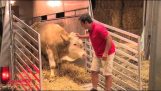 Un toro viene rilasciato dopo anni in un fienile