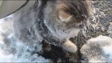 Aider un chat qui est resté coincé dans la glace