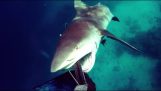 Žraločích útokov psarotoyfeka