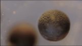 Cell division in timelapse