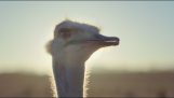 Samsung anúncio: O avestruz e a máscara de realidade virtual