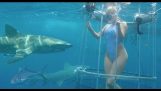 Den porno Molly Cavalli bidt af en gul haj