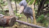 A espirros shoebill