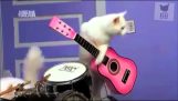 Macskák énekelni Death Metal