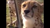 Gepard, który meow