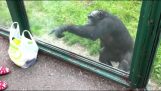 cimpanzeu inteligent solicită o băutură răcoritoare
