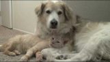Macska és a kutya szereti pillanatok alatt