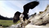 Eagle stjeler en GoPro-kamera