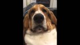 Grumpy hond vraagt ​​strelingen