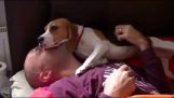 Een beagle ziet zijn baas na drie maanden