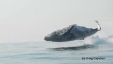 Гърбати китове прави грандиозно скок от водата