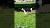 Koira poimii roskat puistossa