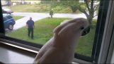A parrot gets excited when he sees his owner