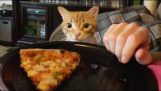 כאשר אתה מנסה לאכול ליד חתול