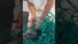 Angler frigiver en lille tætning viklet ind i net