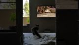 猫がテレビにディックを検索します。