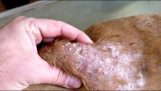 Куче, заразено с паразитни червеи
