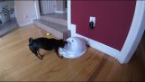 Pametni pas rešava zagonetke i slagalice