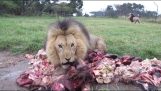A hora da refeição para leões