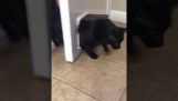 Fat cat sfinwse на дверь