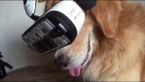 Hund erlebt eine virtuelle Realität Helm