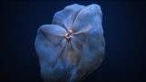 A kutatás tengeralattjáró Nautilus rögzít egy furcsa medúza