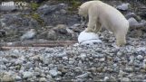 Spionen cams vs isbjørn