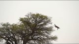 Karakalou caccia gatto selvatico su un albero