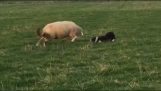 Ram mot sheepdog