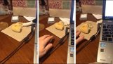 Sly kissa yrittää varastaa leipää pöytään