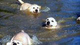 En labrador hvalpe lære at svømme
