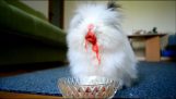 En kanin spiser jordbær og kirsebær