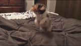 Kitten tegen deken