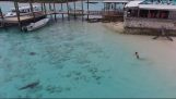 Sharks het naderen van een peuter (Bahamas)