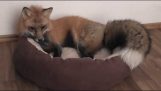 hravé fox