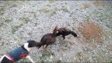 Un perro se detiene una pelea entre dos gallos