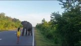 Una niña se aleja un elefante
