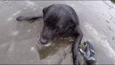 Rettungshund in gefrorener See gefangen